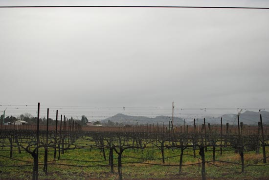 Andretti Winery vineyard
